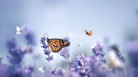 Getty Images A butterfly