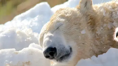 PA Polar bear at Yorkshire Wildlife Park