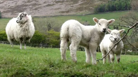 PA Media Lambs in field