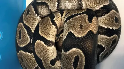 RSPCA Python