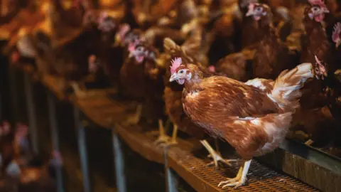 Getty Images Brown hens