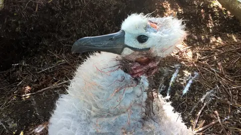 RSPB Injuries to an albatrosses after it was attacked by a mouse on the Island of Gough in the South Atlantic