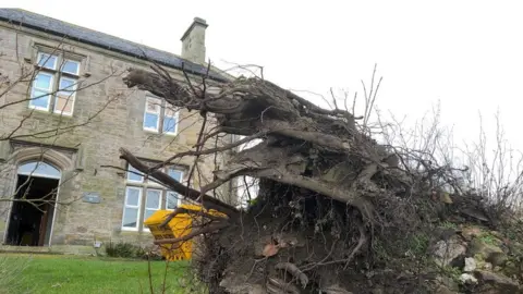 The tree remains outside the house