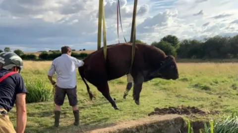 Essex County Fire & Rescue Service Bull rescued