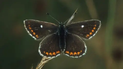 Jim Asher Northern Brown Argus