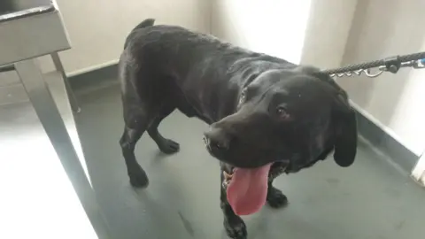 RSPCA Scooby the dog