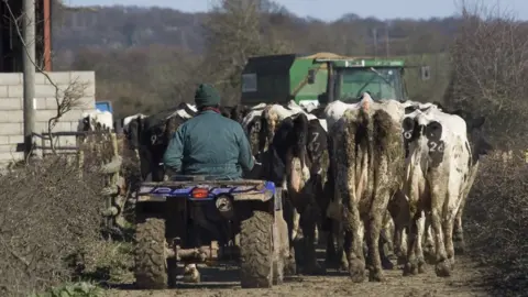 Getty Images Farmer herding cows in Wales