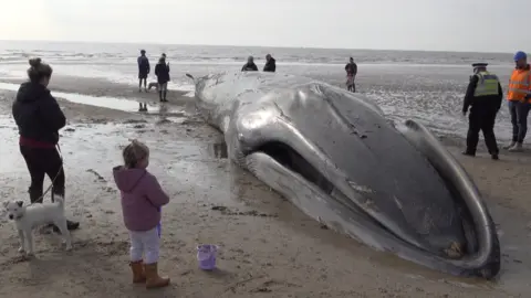 People surrounding a dead whale