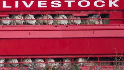 Getty Images Sheep being transported in a bright red lorry