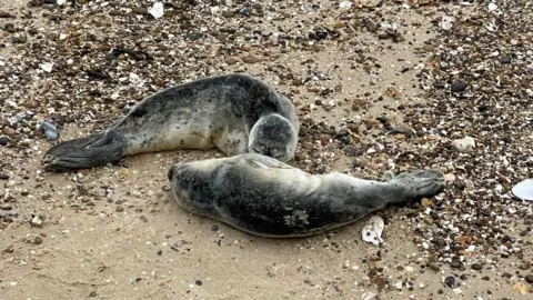 Southend Coastguard Pair of rescued seal pups