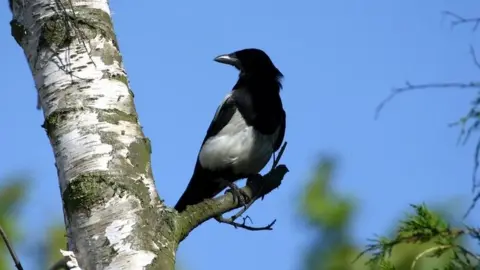 BBC Magpie