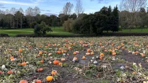Joe Hamer Pumpkin patch
