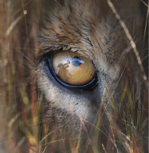 George Logan An abstract image of a close up of a lion's eye with a hunter and his gun reflected in the eye