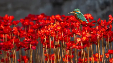 James Manning Kingfisher perched in a field of flowers