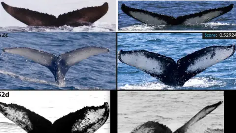 HappyWhale Photos of Humpback whale tails