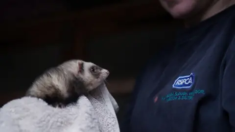 PA Media An RSPCA worker holding a ferret