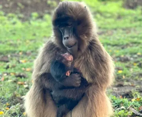 Yorkshire Wildlife Park Feven with her offspring