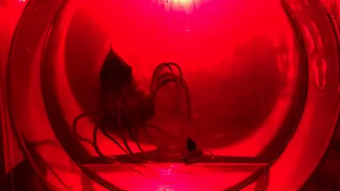 V Stenvers Helmet jellyfish in experimental tank
