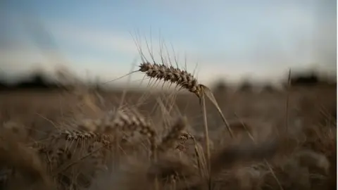 Getty Images Wheat