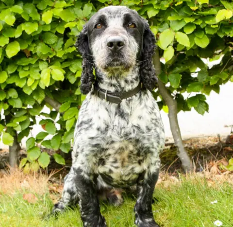 Derbyshire Police Billie the dog