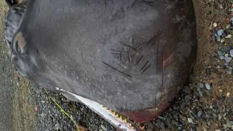 Marine Environmental Monitoring/CSIP Close up picture of dead whale on beach