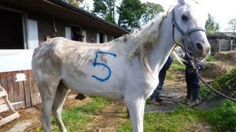 RSPCA Emaciated horse at Nicola Haworth's stables
