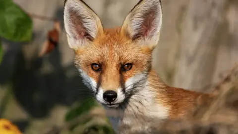 Fox