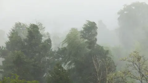 Getty Images Trees being blown in the wind