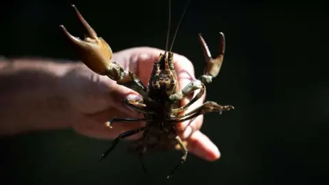 OLI SCARFF/AFP via Getty Images) signal crayfish