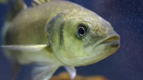 Getty Images Sea Bass in the ocean