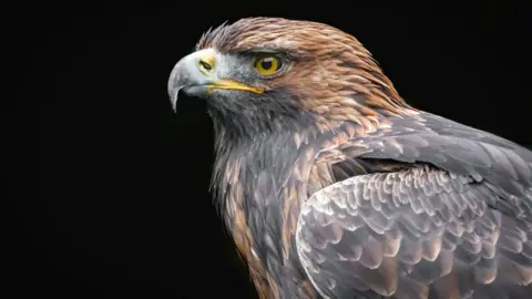 Getty Images Golden eagle