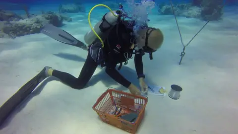 David Stone, TCRF Don Stark on a dive