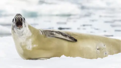 Crabeater seal