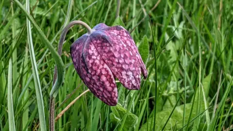 Vanessa Moore snake's head fritillary