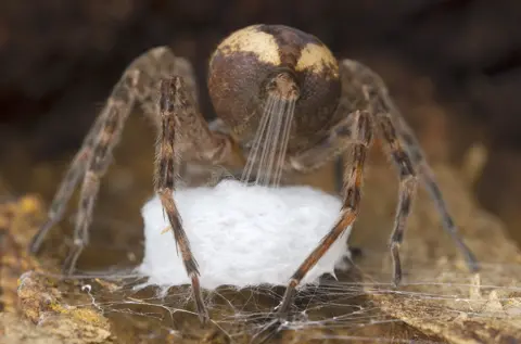 Gil Wizen/WPY Spider