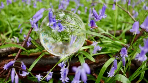 Becca Collacott Bubble amongst bluebells
