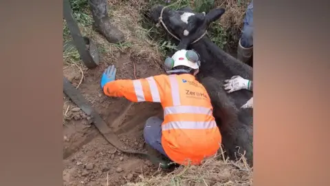 A water worker attends to a black cow stuck in a ditch.