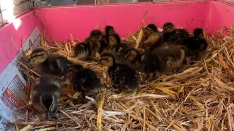 Brinsley Animal Rescue ducklings saved from M1