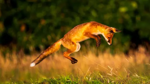 A young fox leaping into the air while hunting.