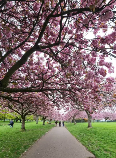 Zoe Smith The path through a park lined with cherry blossom trees in full bloom, their pink flowers arching overhead as people walk beneath.