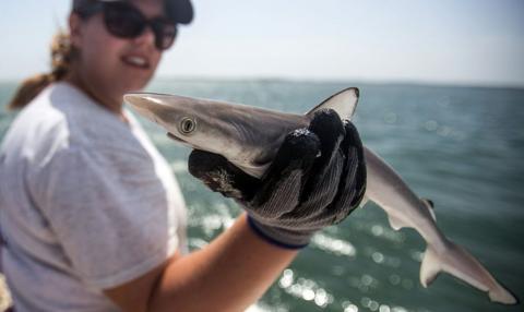 Samantha Ehnert, a graduate student at the University of North Florida, holds a young male Atlantic Sharpnose Shark near Cape Lookout, North Carolina, in 2015