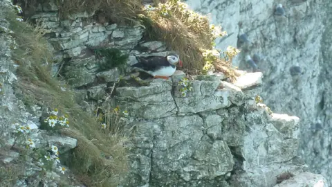 A small black and white bird is perched on a rocky cliff face. There are other white birds in the background nesting on the cliff.