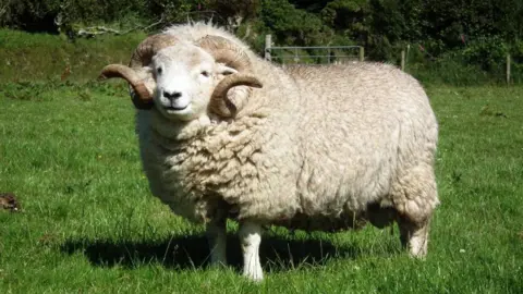 Exmoor Horn Sheep bring joy to Somerset farmer couple