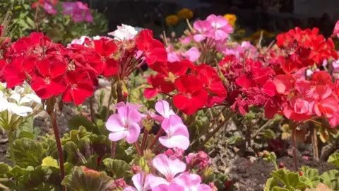 A set of red and pink flowers in a flower bed.