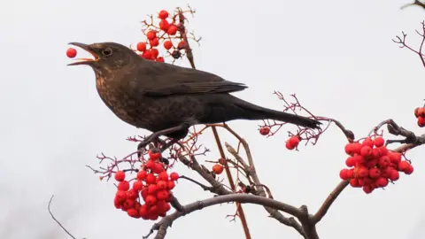 Holly Taylor A large brown garden bird on a branch full of red berries. One red berry is also in its mouth.