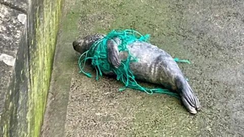 A grey seal on the pavement with green fishing net around it.