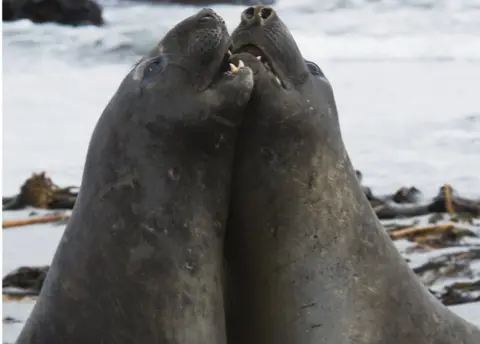 Getty Images Elephant Seals