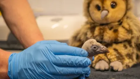 ZSL Egbert being held by a zookeeper with a cuddly toy behind