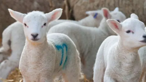 Getty Images File picture of lambs