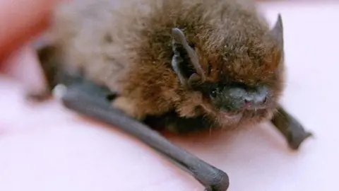 PA Common pipistrelle